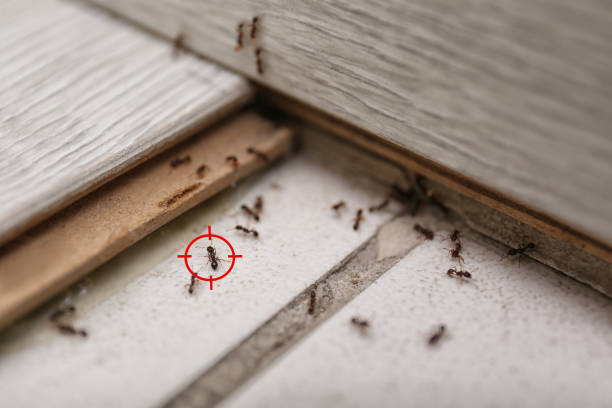 Reliable Chester, SC Pest Control Solutions