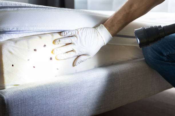 Best Flea Control Services  in Chester, SC