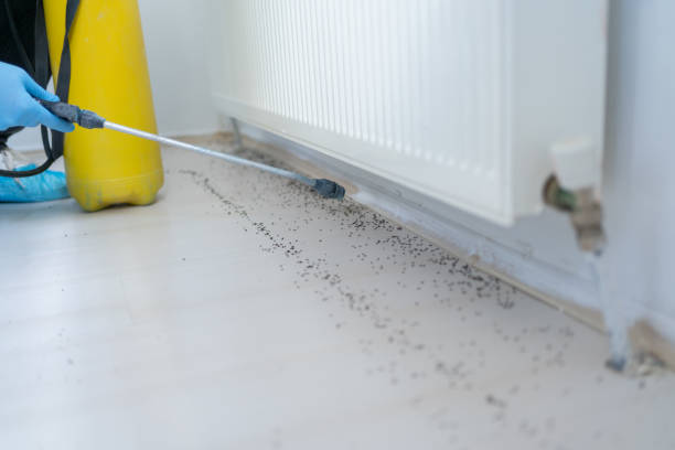 Best Mosquito Control Services  in Chester, SC